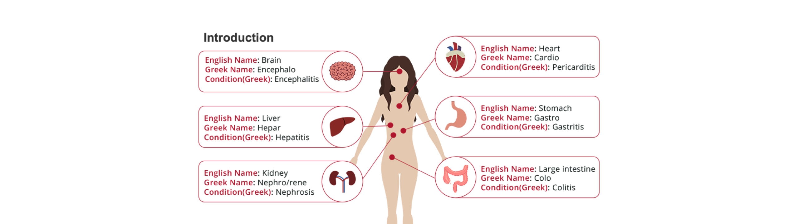 Picture of Intro to Medical Terminology