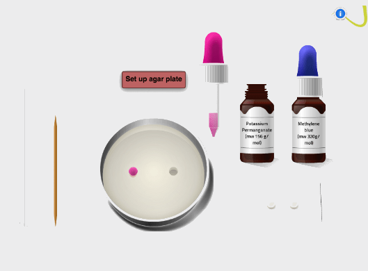 Virtual lab agar plate setup